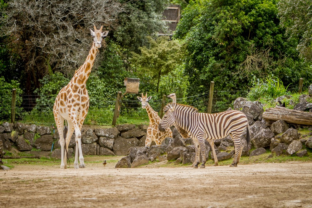 Tourism zoo
